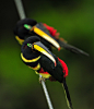 theanimalblog:

Many Banded Aracari. Photo by brodmann’s17