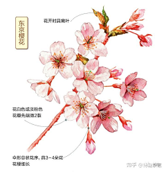 喵喵你好采集到植物