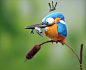 borislav-kechashki-kingfisher-final-post