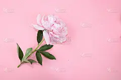 粉底牡丹，抽象插花，极简主义，平铺。母亲节贺卡，生日快乐，