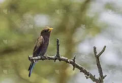 宽嘴辊尾鱼(蓝鲈)恩戈罗戈罗保护区，坦桑尼亚联合共和国
