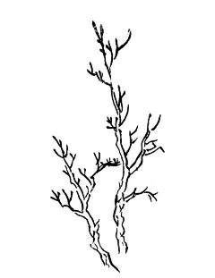 手绘冬季树林素材  - 源文件下载【酷图网】国画,水墨,中国风,素材,冬天,黑白树枝