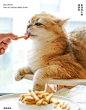迪迪妈猫咪零食冻干鱼油棒猫用磨牙棒美毛化毛防掉毛成猫幼猫零食-tmall.com天猫