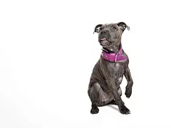 点击来源直接获取大图文件 |比特犬幼犬