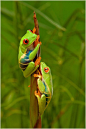 Red Eye Tree Frogs #萌#