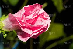 花蕾亮粉色花瓣。宏观的花。