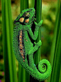 Pygymy Cape Chameleon
