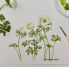 水彩--银莲花 - 高清图片，堆糖，美图壁纸兴趣社区