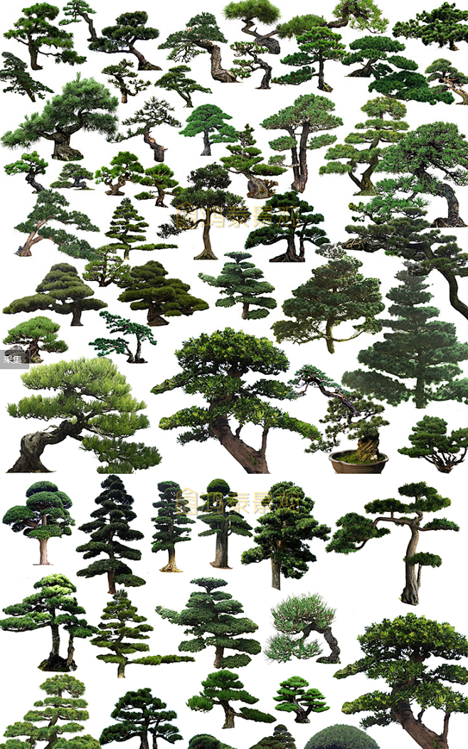 罗汉松桩头植物PSD素材建筑景观效果图松...