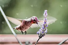 雄性安娜蜂鸟从法国薰衣草花中吸食花蜜的特写;在头部和喉部可见的彩虹色的红粉色羽毛;旧金山海湾地区，加