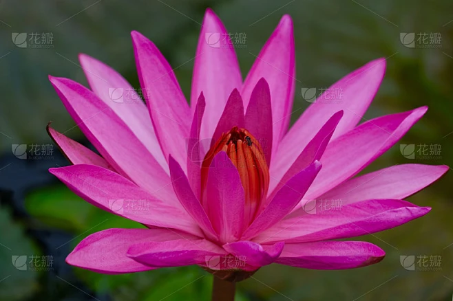 近距离观看美丽迷人的粉红莲花