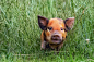 General 2500x1667 animals baby animals grass pigs mammals