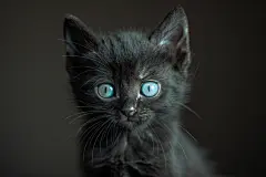毛茸茸的卖萌小猫咪