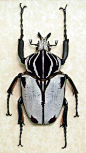 goliathus_goliatus_quadrimaculatus_84mm_9876_2.jpg (283×504)