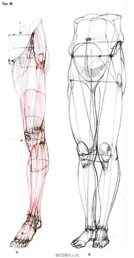 #绘画参考#腿部肌肉结构画法参考