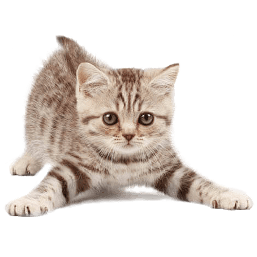 kisspngcatpetsittingkittendog5b1cdaf29f8f01.9184663815286177146536