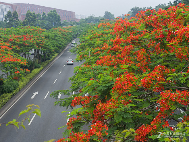 zhiminh3从精灵米转采于2020-06-19 10:06:19凤凰木开花了行道树zhimi