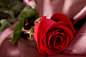 红玫瑰唯美图片 难以形容的心灵触碰