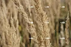 观赏草 Mac壁纸 马鞍草 免费壁纸 桌面背景 落下 高清壁纸