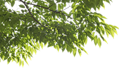 黑白影格采集到素材-植物