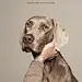 Biocanina: Pet, 5