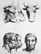 如果人类是从不同的动物进化而来，那相貌会是什么样子？_查尔斯·勒布伦 : 在他的作品“关于面部表情的论述”中，展示了如果人类从不同的动物进化而来的是什么样子的绘画。这位画家的幻想虽然确实很奇怪，但值得一看。 1.狮子 2.猫头鹰 3.浣熊 8.另外一种品种的羊…