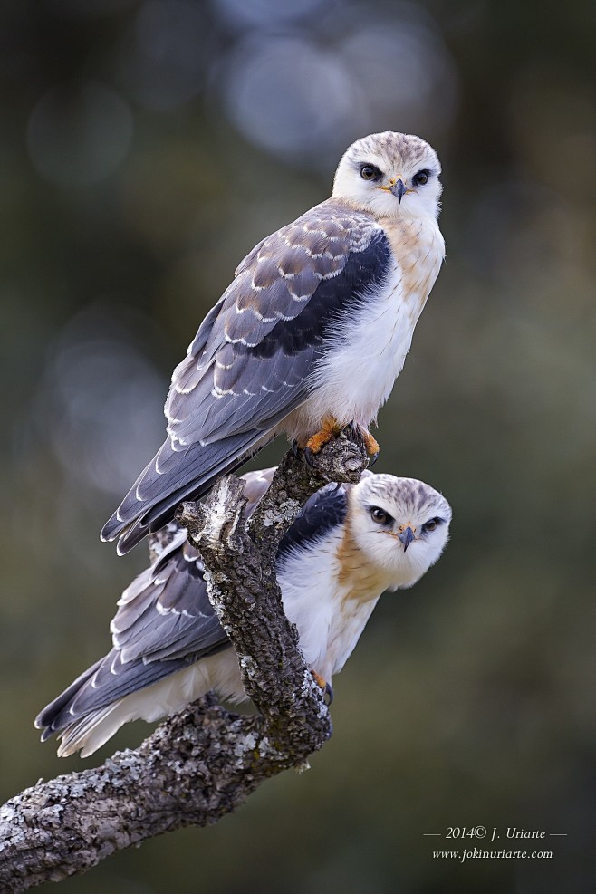 Black-winged Kite : ...