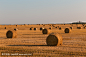 收获田野
Harvested field