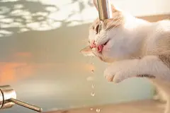 点击来源直接获取大图文件 |一只年轻顽皮的白猫从水龙头近距离喝水。水从脸上滴下 - 张开的嘴巴和舌头