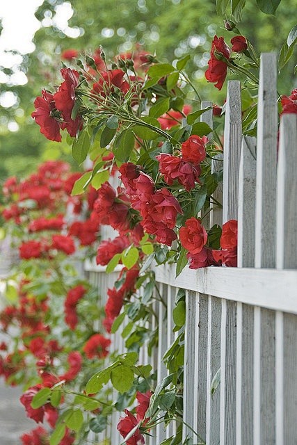 Rambling Rose and a ...