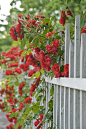 Rambling Rose and a white fence....: 