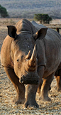 A portrait of a rhino. #Animals #AnimalPlanet #Africa #Rhino #Mammals