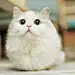 司徒猫剩