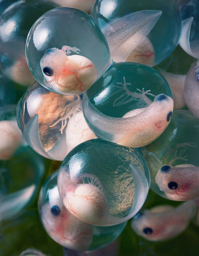 Stunning new photos show the faces of animals on the verge of ...