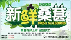 新鲜桑葚  - 源文件下载【酷图网】桑葚,桑葚单页,桑葚DM单,桑葚DM,桑葚传单,桑葚宣传单,桑葚宣传,桑葚熟了,桑葚上市,桑葚上市了,桑葚海报,桑葚背景,桑葚背景板,桑葚展板,桑葚挂画,桑葚挂图,新鲜桑葚,有机桑葚,桑葚地,桑树,桑树地,美味桑葚,桑葚批发,桑葚紫了,紫桑葚,水果店桑葚,水果桑葚,黑桑葚,黑桑葚海报,桑葚酒