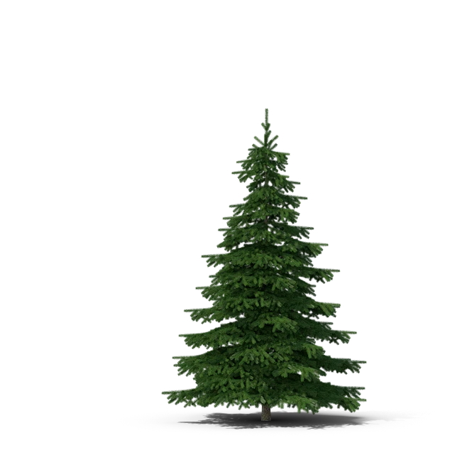 spruce_tree-花瓣网