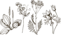手绘素描花卉植物花朵元素铅笔画复古黑白