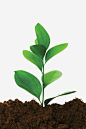 绿色叶子植物png免抠素材_新图网 https://ixintu.com 植物 叶子 绿色 土壤 土块 土堆