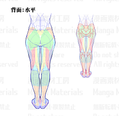 Solitarius采集到人体 形体结构