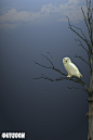 Photograph Owl by Vahid Esmailzadeh on 500px