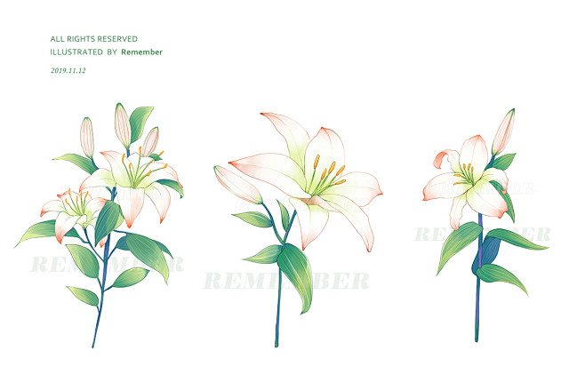 百合花 remember 插画