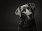 Black labrador by Elke Vogelsang on 500px