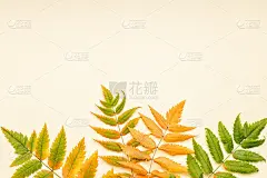 秋天的蕨叶绿黄相间。彩色的背景。副本的空间。影棚拍摄。以上观点