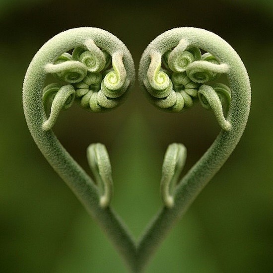 蕨类之心（看起来像镜像，但弧度是完美的…...