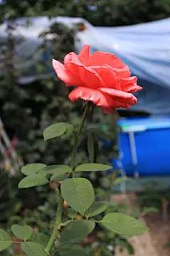 玫瑰花高清摄影素材