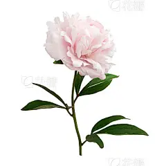 Pink peony isolated on white background