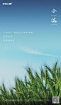 【源文件下载】 海报 房地产 二十四节气 小满 麦穗
