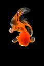 GOLDFiSH rad : take a photograph of goldfish in  rad tone