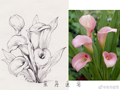 菜菜菜菜菜菜菜菜菜菜菜菜采集到手绘