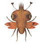《昆虫学》：VLADIMIR动物插画作品欣赏
